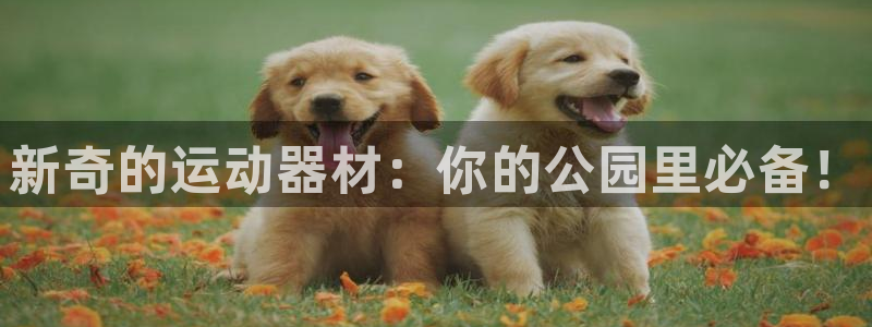 球速体育QsTY官网下载招商电话号码是多少：新奇的运动器材：